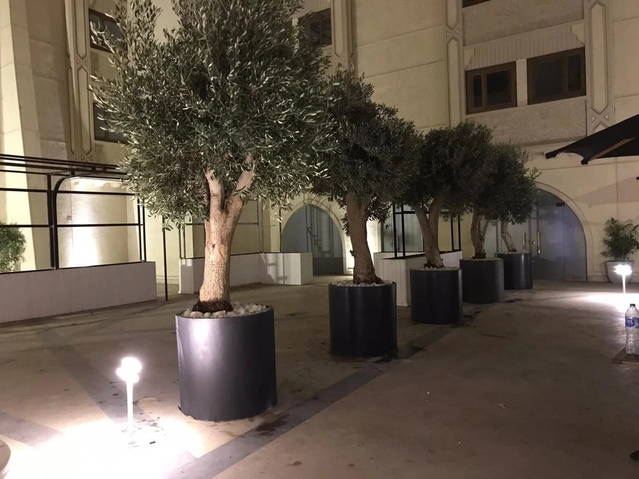فلل خاصة صورة رقم 15